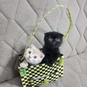 Шотландские котята