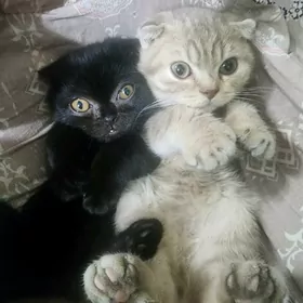 Шотландские котята