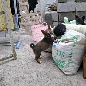 Haski gujuk gujujek it