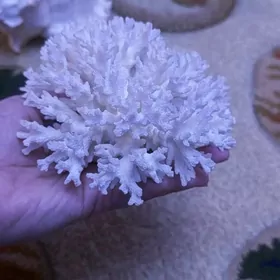 Коралл морской