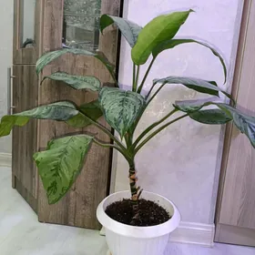 комнатный цветок