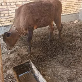 Гунажын Gunajyn