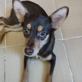 отдам щенка в хорошие руки