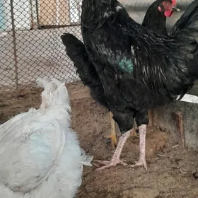 Gara sazada gigant horaz