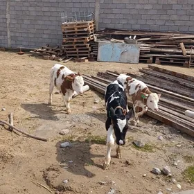 semantal we galšteyin göleler