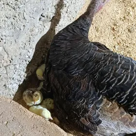 İnduk juyjesi bilen