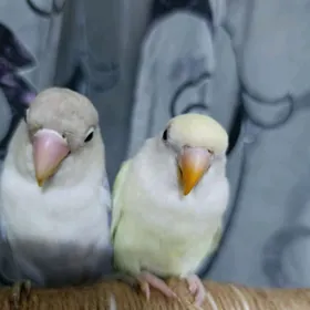 попугай papugay