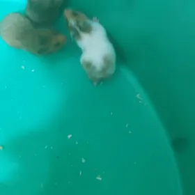 хомяки ручьные