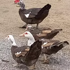 Germanskiý indautga yumurtga