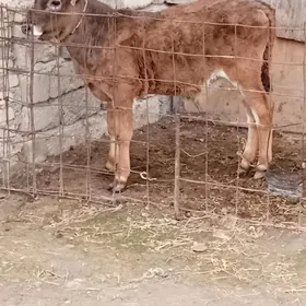 iki öküz tohum mal