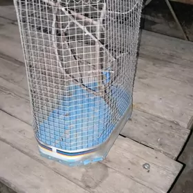 папугай клетка