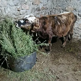 şwes dalgyr tohum ökûz