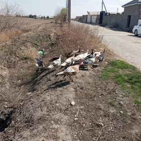 матка индуклар