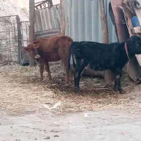 сатлык унажынлар