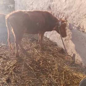 Tanaly sygyr . gacar . okuz.