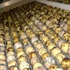 Inkubatora ýumurtga goýýan