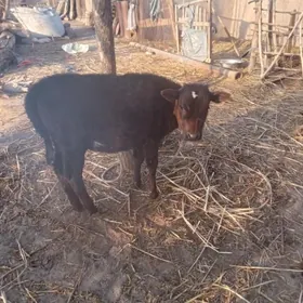 tanaly sygyr . gacar . okuz