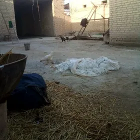 HORAZ JUJE ABMEN BAR