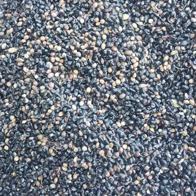 gara jowen tohum sudanka