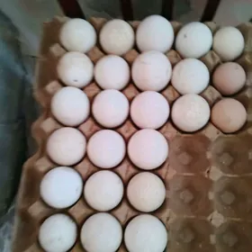 owgan indug yymrtgasy