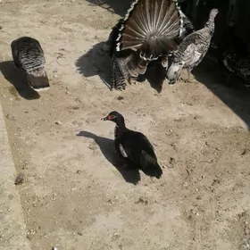 İnduklar we Ördekler