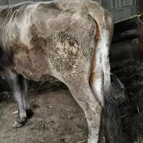 SIGIR ŞWES DAYOW ZAT