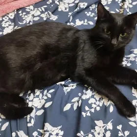 в добрые руки