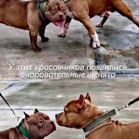 Щенки, собака, амбуль