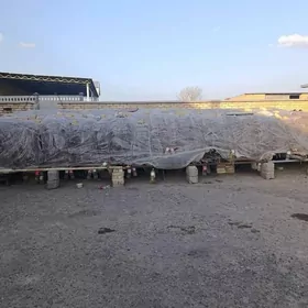 süwselik,сувселик