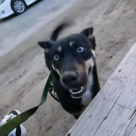 авчарка  с хаски  смешанная