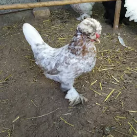 karlik towuk horazlar