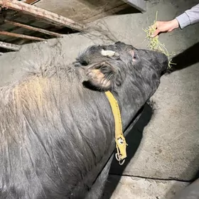 angus paroda arginal 2 ýäşar