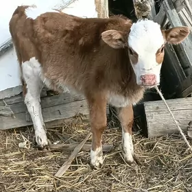 goleli sygyr okuz tuwe