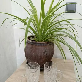 Хрусталь, посуда