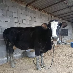 SYGYR  GYBYRYT  BOGAZ