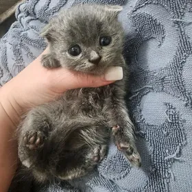 Шотландские котята