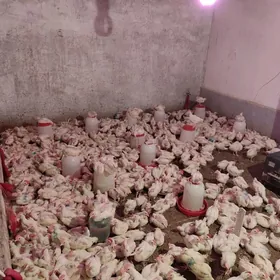 elin horaz juyjeler 40-45 gun