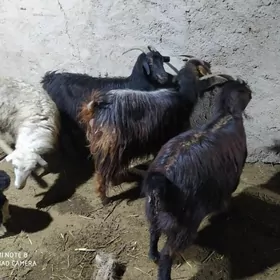 овлаклы гечи