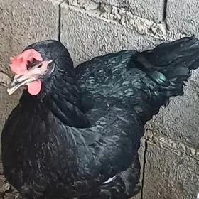 jeÿser jüýjesi,ýumurtgasy