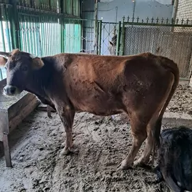 голели сыгыр