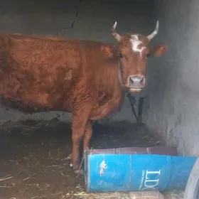 bogoz.goleli gulajyn