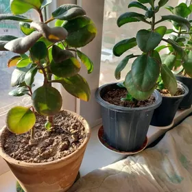 🟠 КАЛАНХОЕ ️️🟢