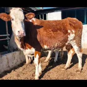 BOGOZ SEMENTAL SYGYR