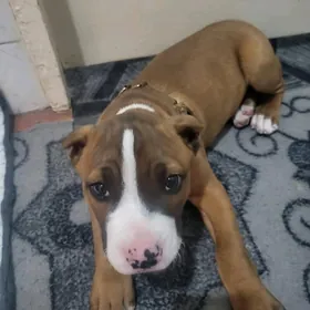 Амерканский Питбуль Амстаф