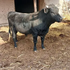 3 sany Öküz250kldan