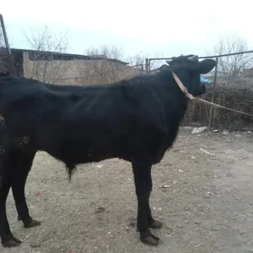 Çorny pýostr ökuz