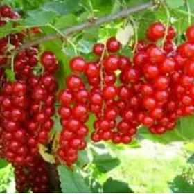 КРАСНАЯ И БЕЛАЯ РОС СМОРОДИНА