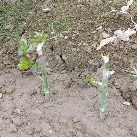 атроска роза nahel gul