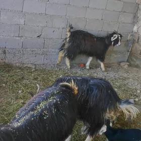 owlakly geçi yaş yagdayy gowy