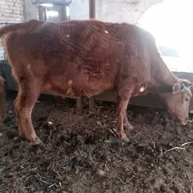 Yetlik bogaz 1dogan inak